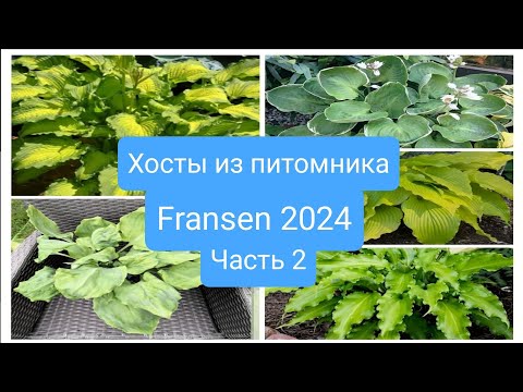 Видео: Хосты из питомника Fransen,весна 2024.Обзор сортов.Часть 2