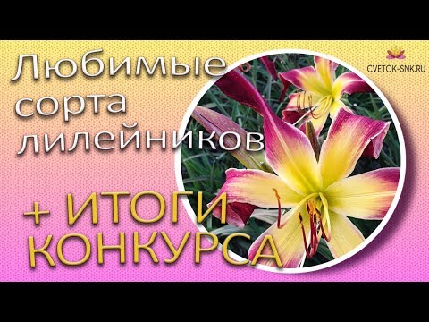 Видео: Любимые сорта лилейников + ИТОГИ КОНКУРСА / Сад Ворошиловой