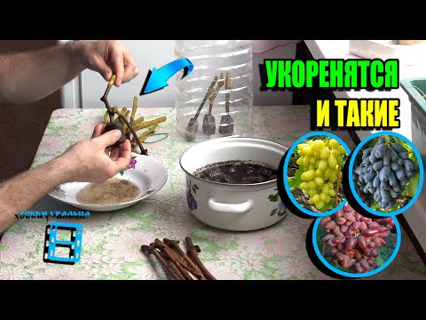 Видео: НАДЕЖНЫЙ СПОСОБ УКОРЕНЕНИЯ СЛАБЫХ ЧЕРЕНКОВ ВИНОГРАДА. СЕВЕРНЫЙ ВИНОГРАДНИК 24-06