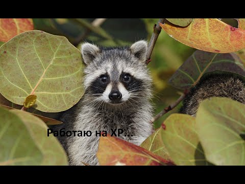 Видео: Настройка Mypal 68