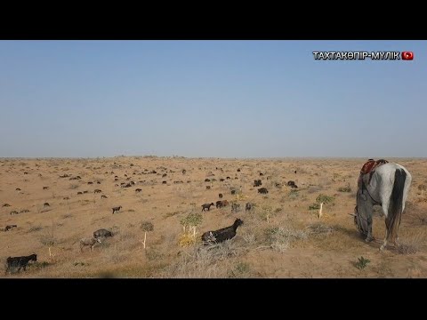 Видео: ҚАЗАҚСТАН МЕН ШЕКАРАЛАС ТАХТАКӨПІР ДАЛАСЫ ҚЫЗЫЛ ҚҰМ / ҚАРАҚАЛПАҚСТАН