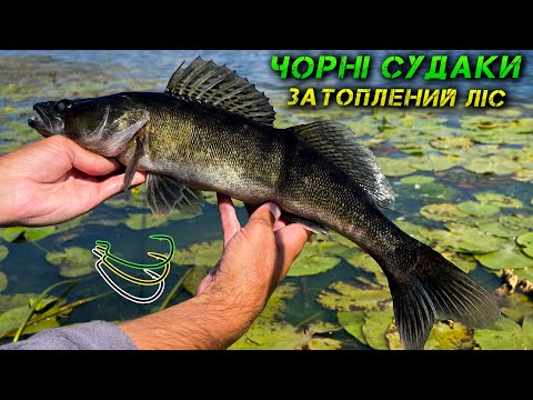 Видео: ✅ВЕЛИКІ СУДАКИ ЖИВУТЬ В КОРЧАХ!✅