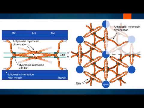 Видео: Физиология мышц. Часть I: строение мышечного волокна. Структура миофибрилл