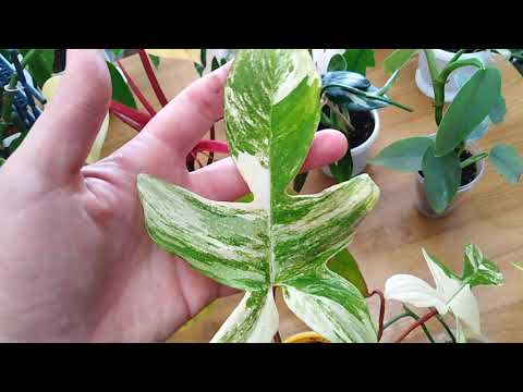 Видео: Комнатные растения . Обзор филодендронов !!