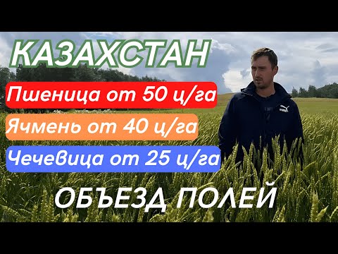 Видео: Объезд Полей перед Уборкой. Казахстан. Пшеница, Ячмень, Чечевица