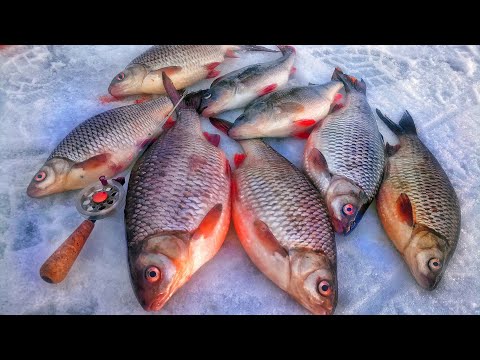 Видео: ГИГАНТСКАЯ СОРОГА НА БЕЗМОТЫЛКУ