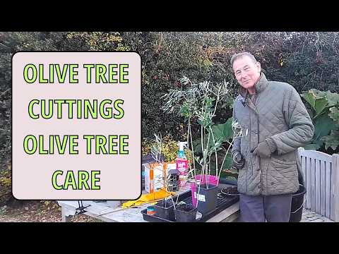 Видео: Черенки оливкового дерева, размножение оливкового дерева, уход за оливковым деревом