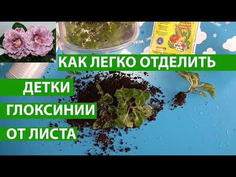 Видео: Отделяем детки глоксинии от материнского листа, чтобы они быстрее прижились и стали расти