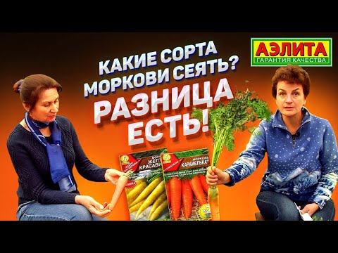 Видео: ВЫ ПРОСИЛИ – МЫ ОТВЕЧАЕМ: Какие Сорта Моркови Сеять? Лучшие Семена Моркови