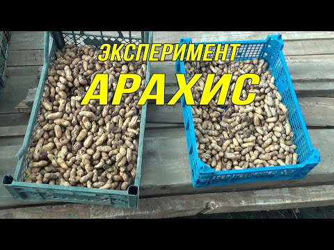 Видео: Как просто вырастить арахис с нуля до урожая