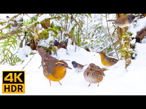 Видео: кошка тв 8 часов 🐱📺 Красивые птицы на снегу(4K HDR)