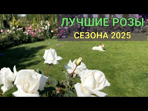 Видео: КРАСИВЫЕ РОЗЫ сезона 2025 🌹 | Обзор СОРТОВ РОЗ