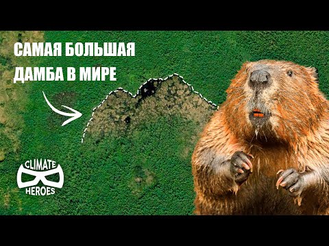 Видео: Эта Бобровая Плотина Настолько Огромна, Что ее Видно из Космоса | Климатические Герои