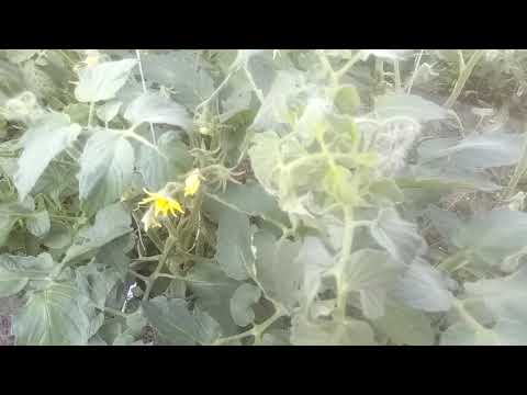 Видео: Формирование цветов у томатов - пустоцветы и полноцветы