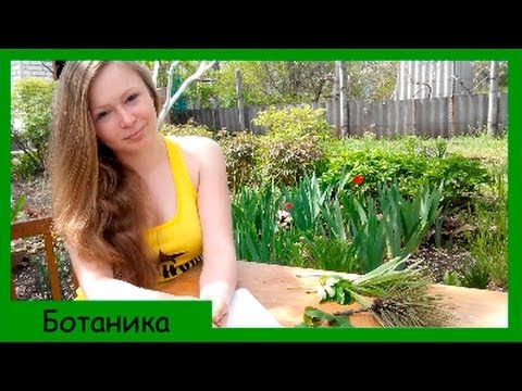 Видео: Лист. Внешнее строение и листорасположение.