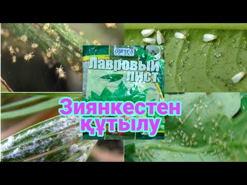 Видео: 🌹Үй гүлдерін зиянкестерден тазарту. Үй жағдайында зиянкестерден құтылу👍