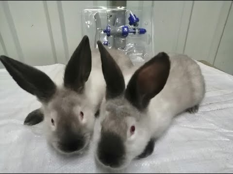 Видео: Вакцинация кроликов