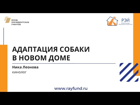 Видео: Адаптация собаки в новом доме