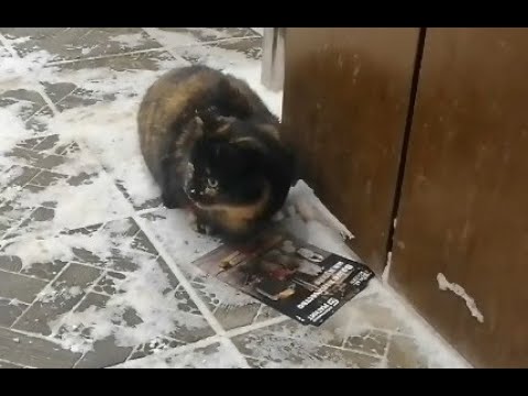 Видео: Бездомная кошка . Милка