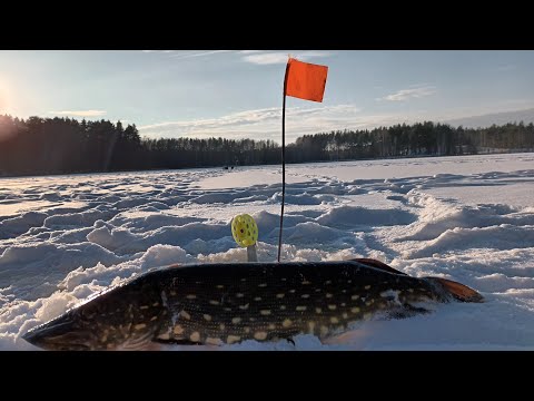 Видео: КРУПНАЯ ЩУКА ХАПНУЛА ЖИРНОГО ЖИВЦА!!РЫБАЛКА НА ЖЕРЛИЦЫ 2023.ЗИМНЯЯ РЫБАЛКА НА ЩУКУ В ГЛУХОЗИМЬЕ.