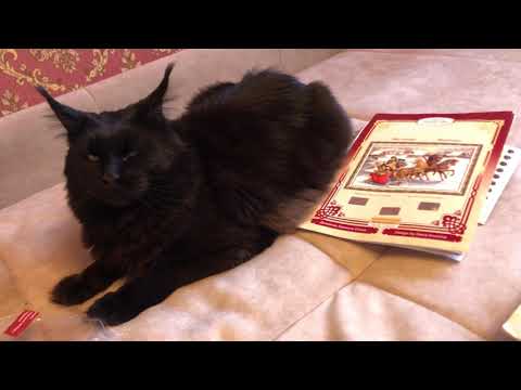 Видео: Золотое руно "Встреча в лесу" и "Масленица" - обзор наборов