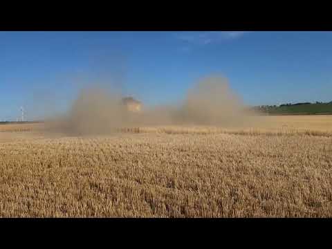Видео: Оз.ячмень, результаты уборки. No-till 27.06.2025