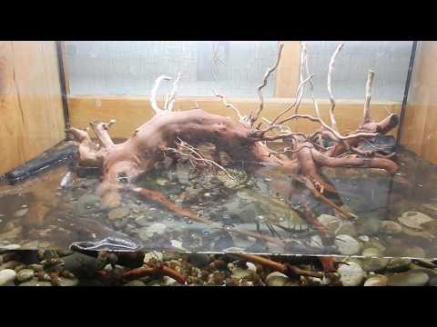 Видео: Aqua News №54. Виноградный корень для хардскейпа.