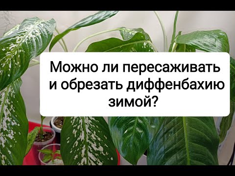 Видео: Можно ли пересаживать и обрезать диффенбахию зимой?