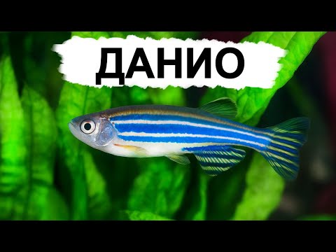 Видео: Почему данио - идеальны для первого аквариума?