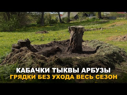 Видео: ГРЯДКА ГНЕЗДО НЕ ТРЕБУЕТ УХОДА ВЕСЬ СЕЗОН. Необычный способ выращивания кабачков, тыквы и арбузов.