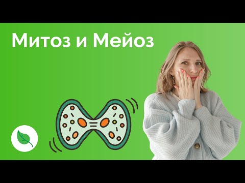 Видео: Митоз и Мейоз
