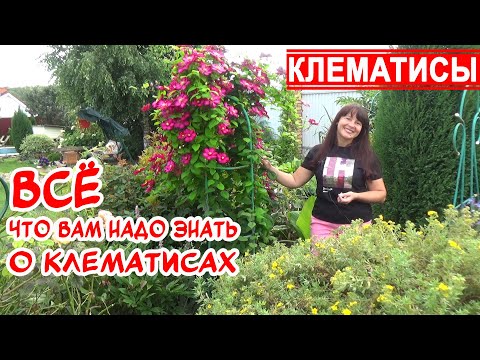 Видео: КЛЕМАТИСЫ: все правила выращивания. ЛУЧШИЕ СОРТА КЛЕМАТИСОВ! Группы обрезки. Посадка. Уход. Зимовка.