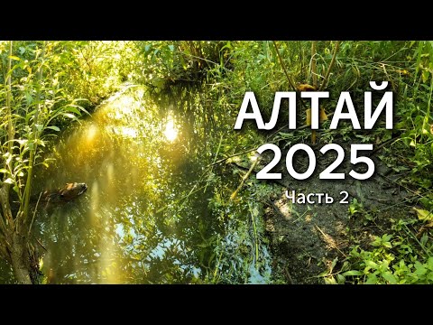 Видео: Природа Алтайского края I Фотоохота I Часть 2