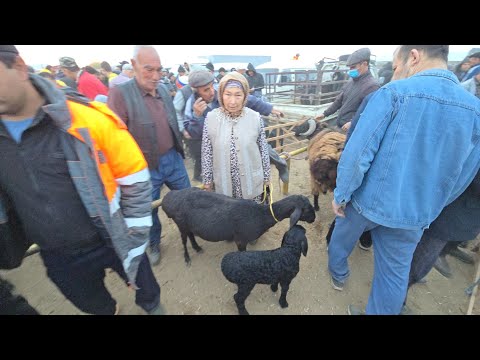 Видео: 26 октября 2025 г. ТУРТКУЛЬ КУЙ БОЗОР НАРХЛАРИ