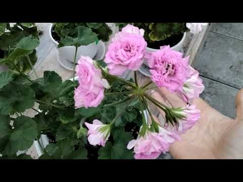 Видео: #198.Как лето быстротечно,готовимся к зимовке! НО...!