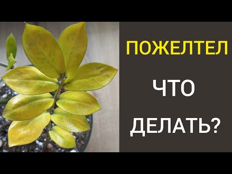 Видео: ЖЕЛТЕЮТ ЛИСТЬЯ у замиокулькаса, сохнут и опадают.?ПОЧЕМУ? Что делать?