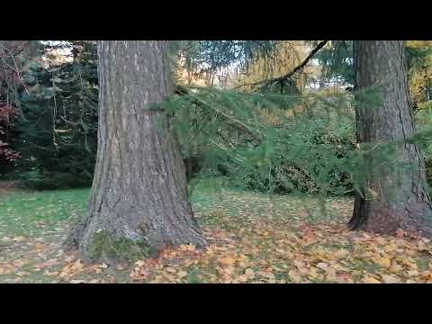 Видео: Огромные остролистные клены и лиственницы