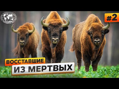 Видео: Животный мир Кавказа. Зубр | @Русское географическое общество