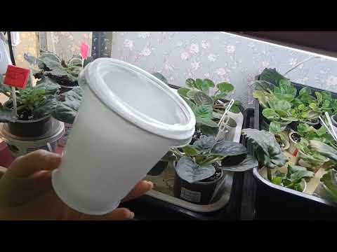 Видео: Фиалки:к 8 марта ll