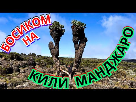 Видео: 🚷СМОГУ ЛИ Я ВЗОЙТИ БОСИКОМ на 6000-тысячник⁉️ТАНЗАНИЯ КИЛИМАНДЖАРО 2024