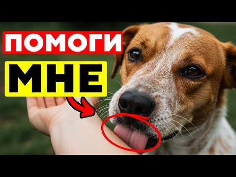 Видео: ПРИЗНАКИ, что СОБАКЕ БОЛЬНО! КАК СОБАКИ ПРОСЯТ О ПОМОЩИ?