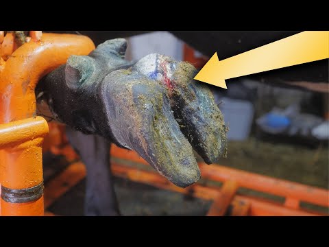 Видео: Корова ХРОМАЕТ | Как мы справляемся с ситуацией | Обработка копыт