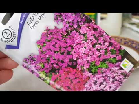 Видео: 💮АУБРЕЦИЯ  (ОБРИЕТА) . Хотите великолепный цветочный ковер, посадите Обриету.
