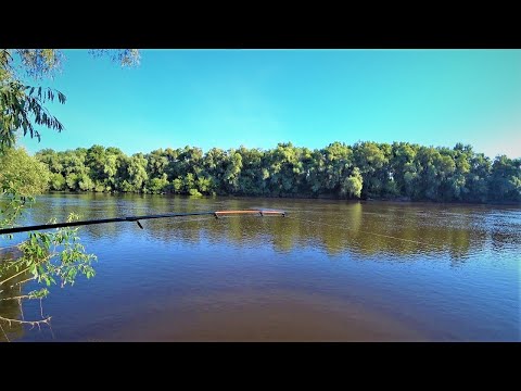 Видео: Ловимо Плотву На Фідер в Липні. Фідерні Монтажі Для Річки