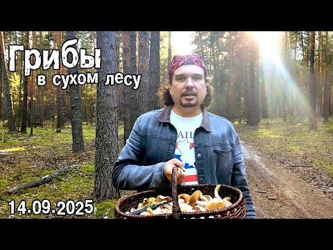 Видео: Грибы в сухом лесу.