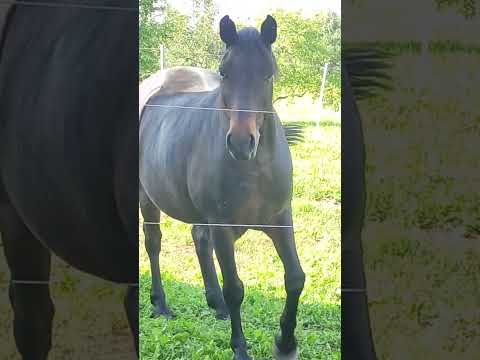 Видео: Ода Любви к Еде. An Ode of Love to Food 😁🐴🌾🥕