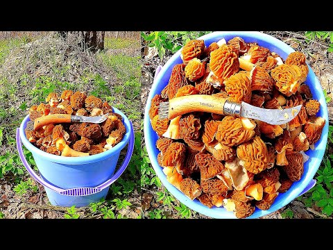 Видео: САМ НЕ ВЕРИЛ, КУДА ПОПАЛ! Сморчковая шапочка заполонила лес! Сбор весенних грибов в мае 2022!