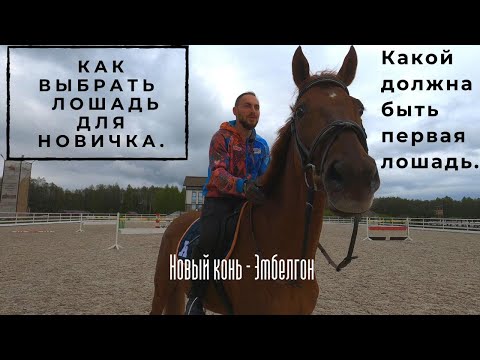 Видео: Новый конь. Какой должна быть первая лошадь.?? Как выбрать лошадь для новичка?