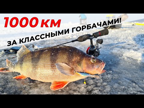 Видео: Окунь на БАЛАНСИР /ЗДЕСЬ ЛУЧШАЯ РЫБАЛКА на ВОЛГЕ!