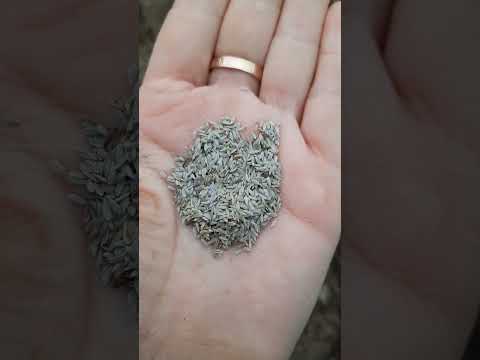 Видео: Конец марта. Сею салат, свеклу, шпинат и укроп. Навожу порядок в теплицах.